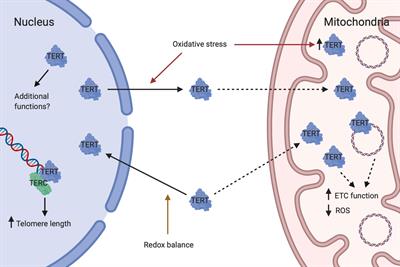 Lithium and the Interplay Between Telomeres and Mitochondria in Bipolar Disorder